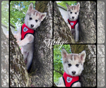 Small Photo #13 Pomsky Puppy For Sale in VENUS, PA, USA
