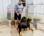 Small Photo #101 Rottweiler Puppy For Sale in RIEGELWOOD, NC, USA
