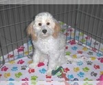 Small #12 Cavapoo-Poodle (Miniature) Mix