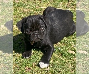 Pug Puppy for Sale in THE PLAINS, Virginia USA
