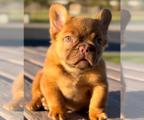 Medium Photo #2 French Bulldog Puppy For Sale in BARNESVILLE, GA, USA