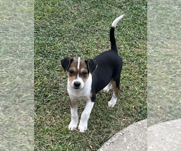 Medium Photo #6 Labrador Retriever-Unknown Mix Puppy For Sale in Garner, NC, USA