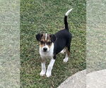 Small #5 Labrador Retriever Mix