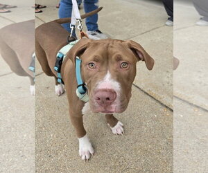 Casserole (puppy) - Male Mutt Dog for Adoption - Photo #2
