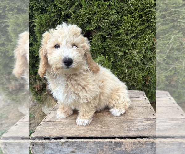 Medium Photo #4 Bichpoo Puppy For Sale in MIDDLEBURY, IN, USA