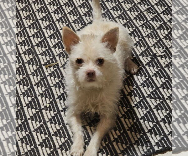 Medium Photo #1 Mutt Puppy For Sale in Chico, CA, USA