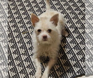 Mutt Dogs for adoption in Chico, CA, USA