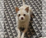 Small Mutt
