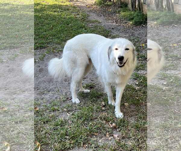 Medium Photo #2 Great Pyrenees Puppy For Sale in Spring, TX, USA