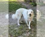 Small #1 Great Pyrenees