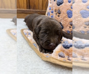 Labrador Retriever Puppy for sale in NEOLA, WV, USA