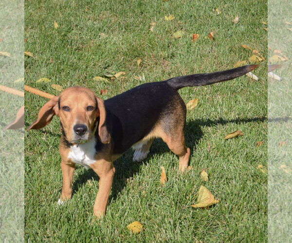 Medium Photo #2 Bagle Hound Puppy For Sale in Huntley, IL, USA