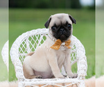 Small #2 Pug