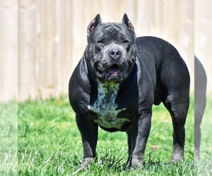 Father of the American Bully puppies born on 12/20/2023