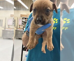 Labrador Retriever-Unknown Mix Dogs for adoption in Waco, TX, USA