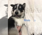 Small Photo #13 Siberian Husky Puppy For Sale in WASHBURN, WI, USA