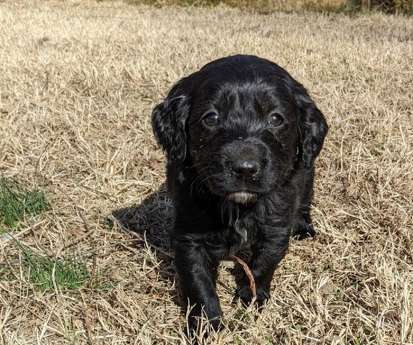 Medium Photo #6 Boykin Spaniel-Goldendoodle Mix Puppy For Sale in MORGANTON, NC, USA