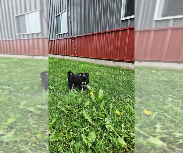 Medium Photo #3 Alaskan Klee Kai-Pomeranian Mix Puppy For Sale in GREENWOOD, WI, USA