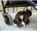 Puppy DArtagnan Newfoundland-Saint Bernard Mix