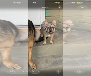 Mother of the French Bulldog puppies born on 02/14/2026