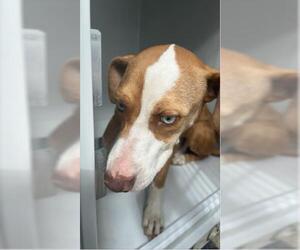 Shepradors Dogs for adoption in Houston, TX, USA