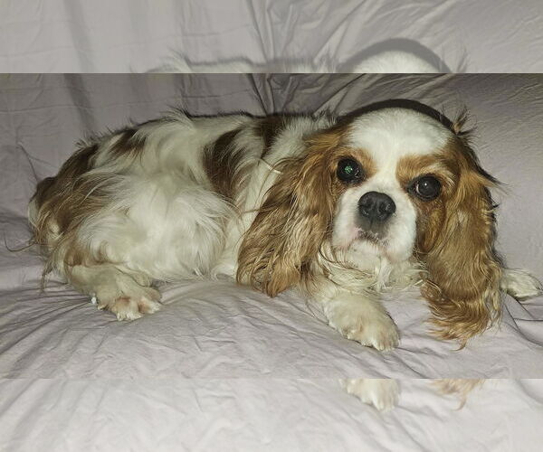 Medium Photo #2 Cavalier King Charles Spaniel Puppy For Sale in Lee's Summit, MO, USA