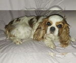 Small #1 Cavalier King Charles Spaniel