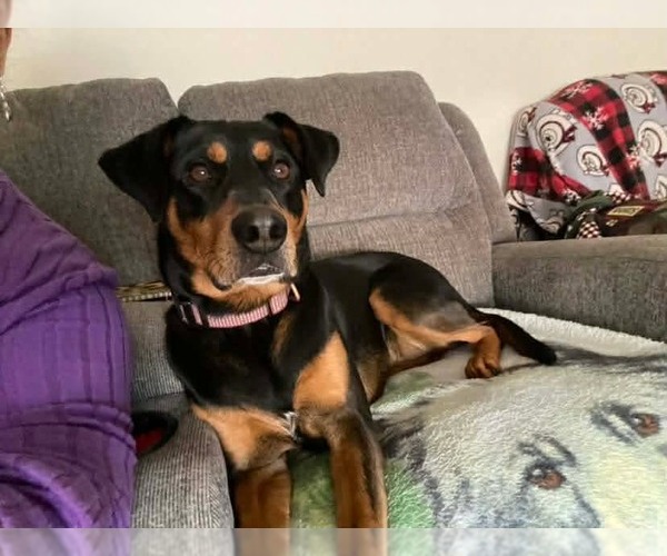Medium Photo #7 Doberman Pinscher-Unknown Mix Puppy For Sale in Spring Lake, NC, USA