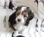 Puppy George Morkie-Yorkshire Terrier Mix
