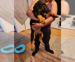 Small #12 Rottweiler