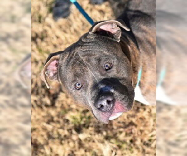 Medium Photo #4 Mutt Puppy For Sale in Glen Allen, VA, USA