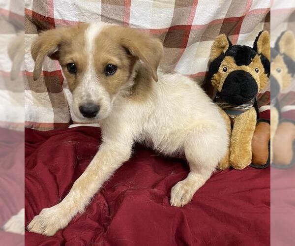 Medium Photo #1 Australian Cattle Dog-Labrador Retriever Mix Puppy For Sale in Modesto, CA, USA