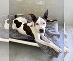 Small #1 American Pit Bull Terrier