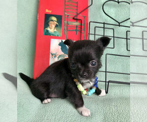 Chihuahua Puppy for sale in NEWVILLE, PA, USA