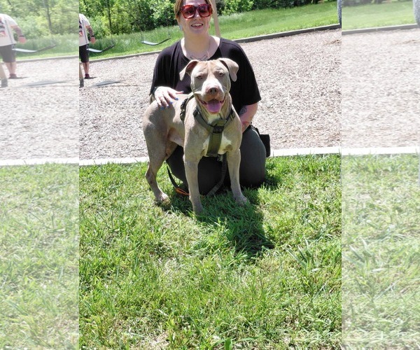 Medium Photo #4 American Pit Bull Terrier-Unknown Mix Puppy For Sale in Germantown, OH, USA