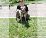 Small #3 American Pit Bull Terrier Mix