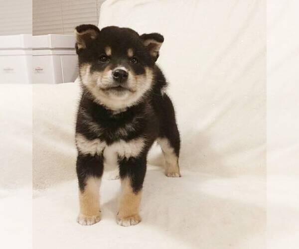 Medium Photo #1 Shiba Inu Puppy For Sale in ROWLAND HEIGHTS, CA, USA