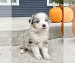 Small #5 Australian Shepherd