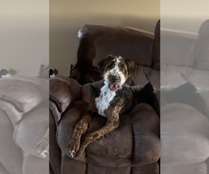 Bernedoodle Puppy for sale in MINATARE, NE, USA