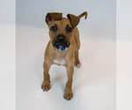 Small #2 Boxer Mix