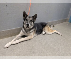 German Shepherd Dog-Unknown Mix Dogs for adoption in Las Vegas, NV, USA
