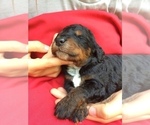 Small Photo #6 Springerdoodle Puppy For Sale in MADISON, WI, USA
