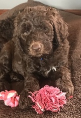 Labradoodle Puppy for sale in KEWANEE, IL, USA