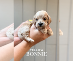 Image preview for Ad Listing. Nickname: Bonnie