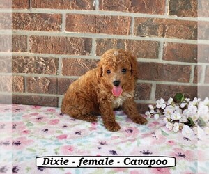 Cavapoo Puppy for Sale in CLARKRANGE, Tennessee USA