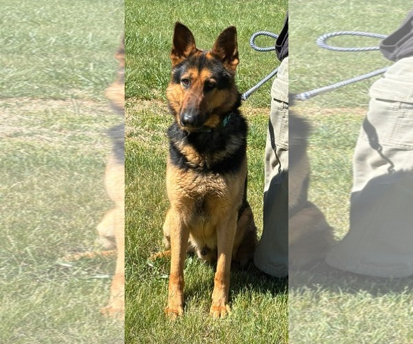 Medium Photo #3 German Shepherd Dog Puppy For Sale in Rustburg, VA, USA