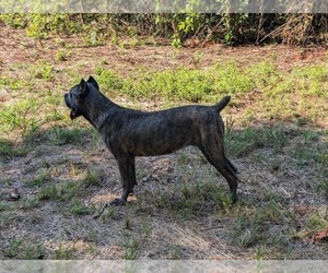 Mother of the Cane Corso puppies born on 01/01/2026