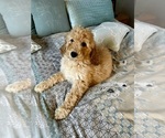Small Photo #28 Goldendoodle Puppy For Sale in PENSACOLA, FL, USA