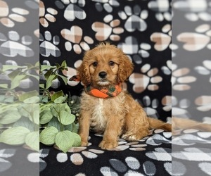 Cavalier King Charles Spaniel-Goldendoodle Mix Puppy for sale in LEOLA, PA, USA