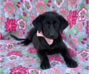 Anatolian Shepherd-Golden Retriever Mix Puppy for sale in LANCASTER, PA, USA